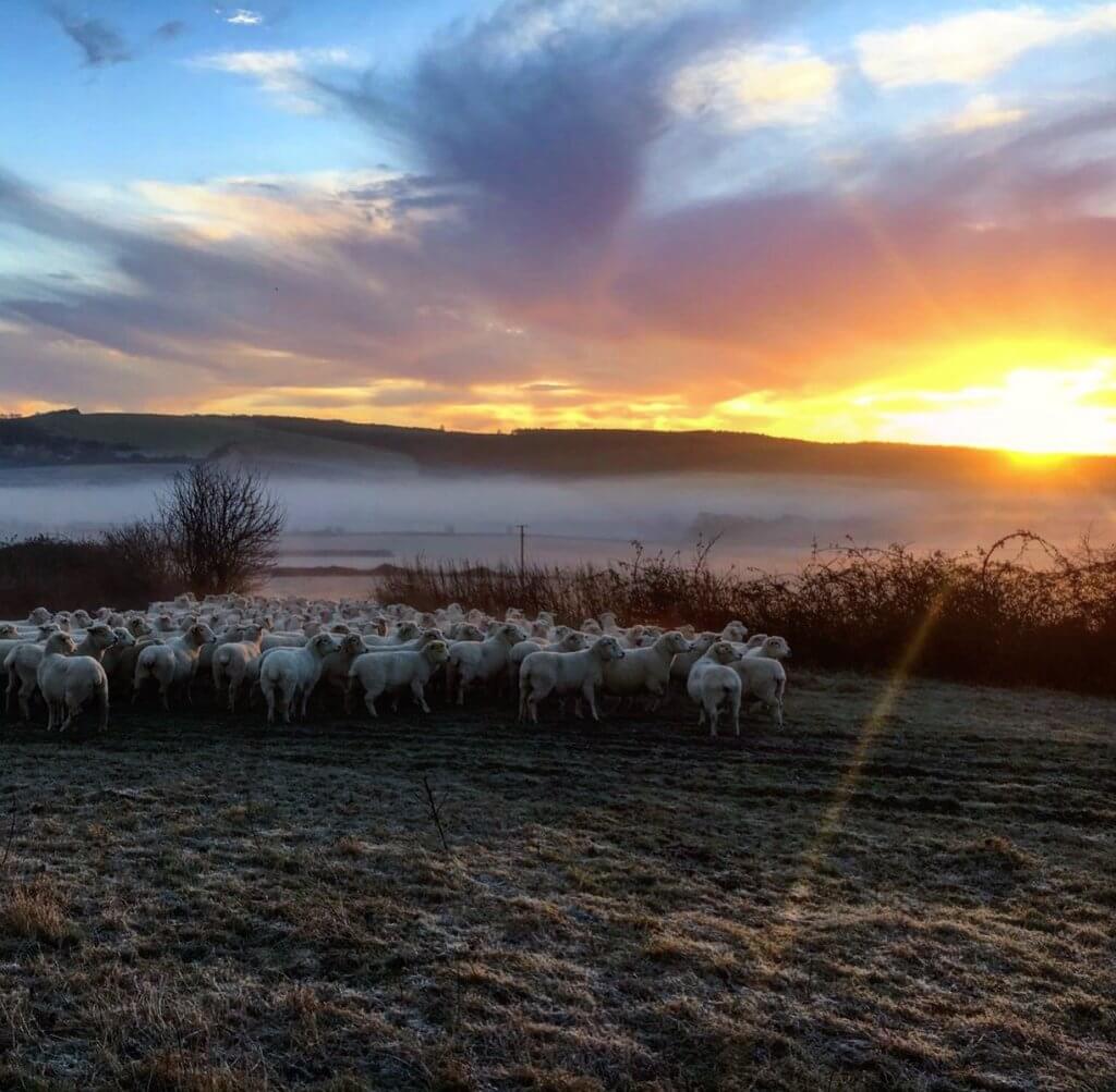 January on the farm…