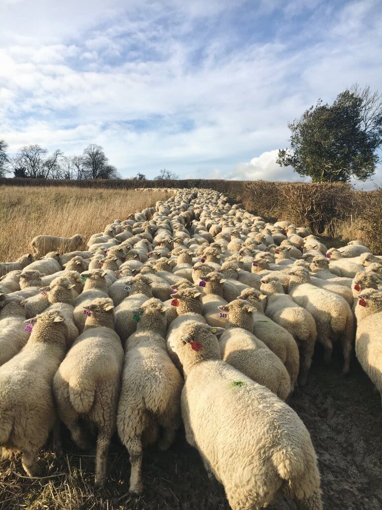 February on the farm