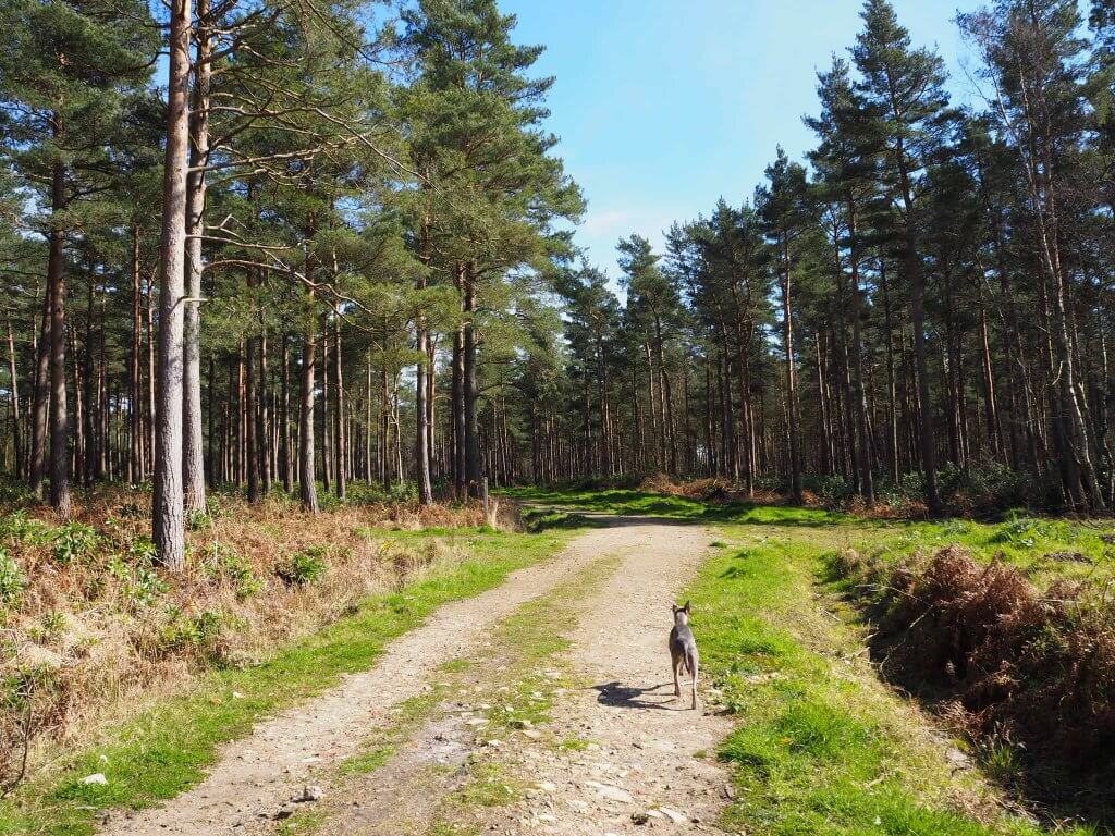 Woodland walks with Toggi…