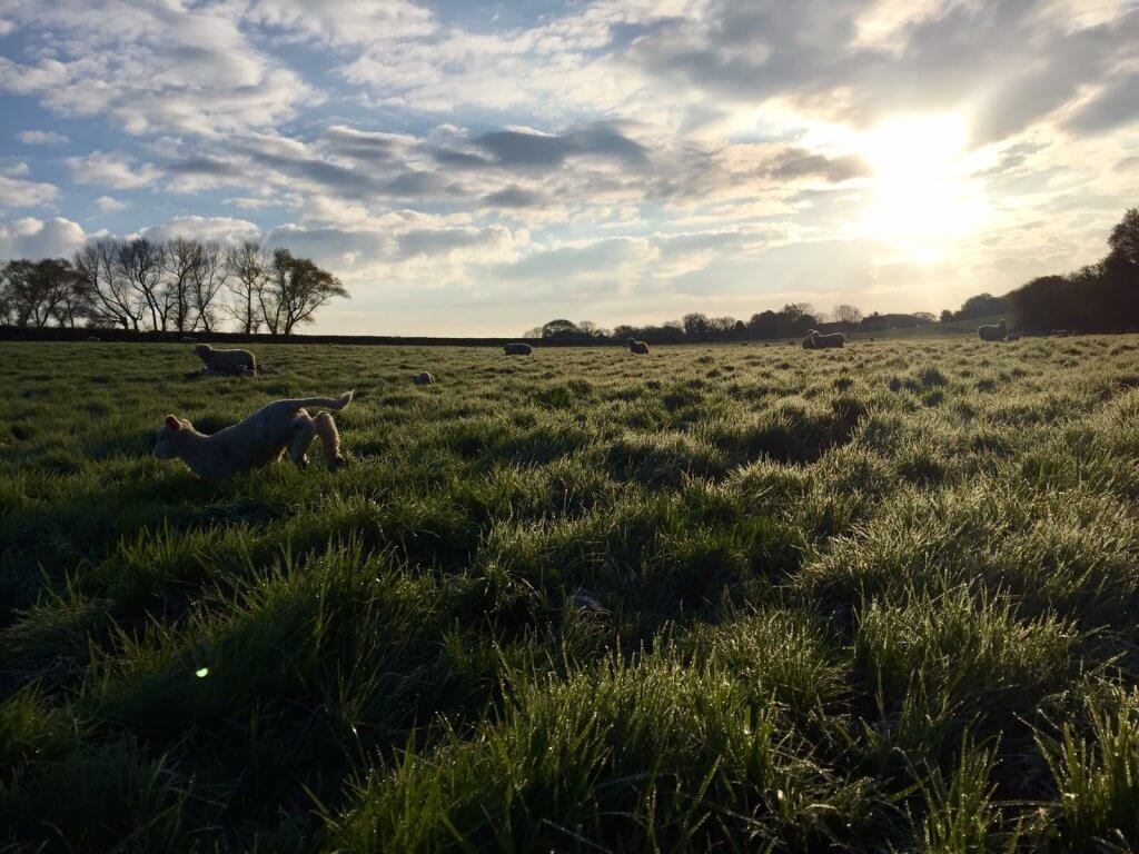 FAQ’s about Lambing