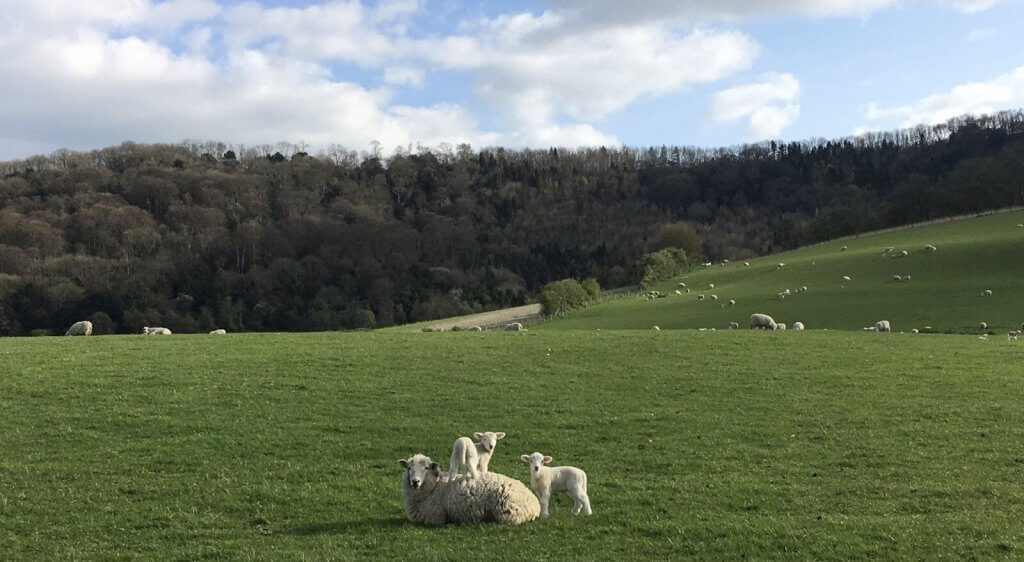 Our first year Lambing at Cocking Hill Farm