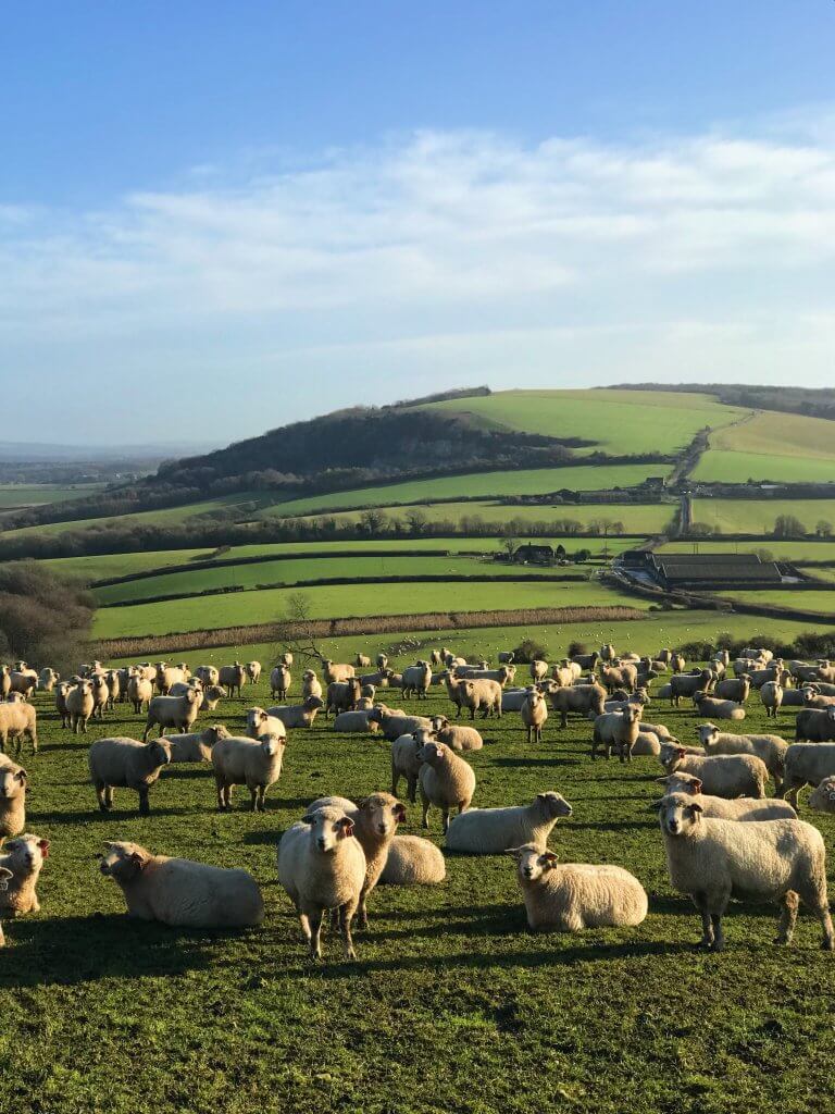 January 2018 on the farm…