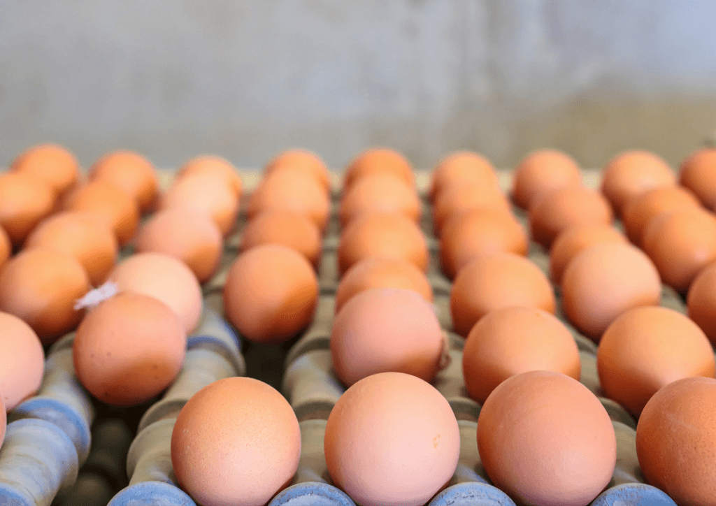 Becoming more aware of how food is produced…
